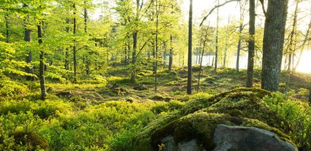 Breanäs bokskog